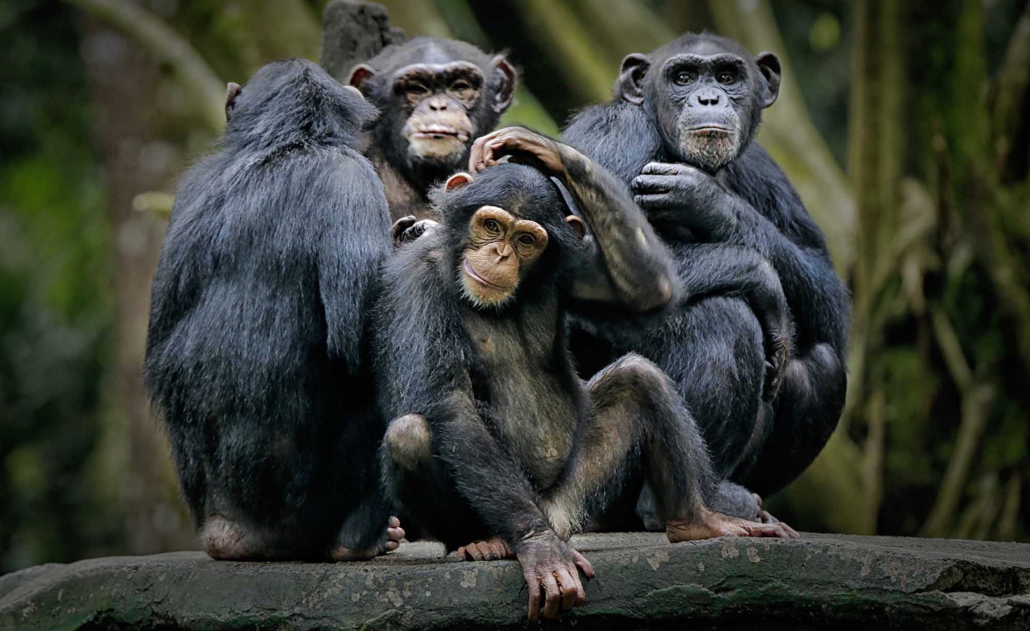 factfulness imagem de chimpanzés