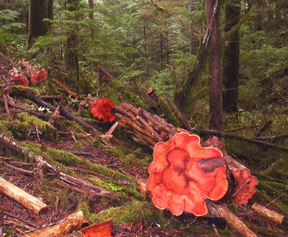 foto de uma árvore derrubada no meio de uma floresta