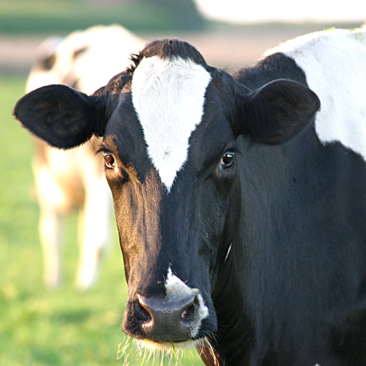 Foto de uma vaca
