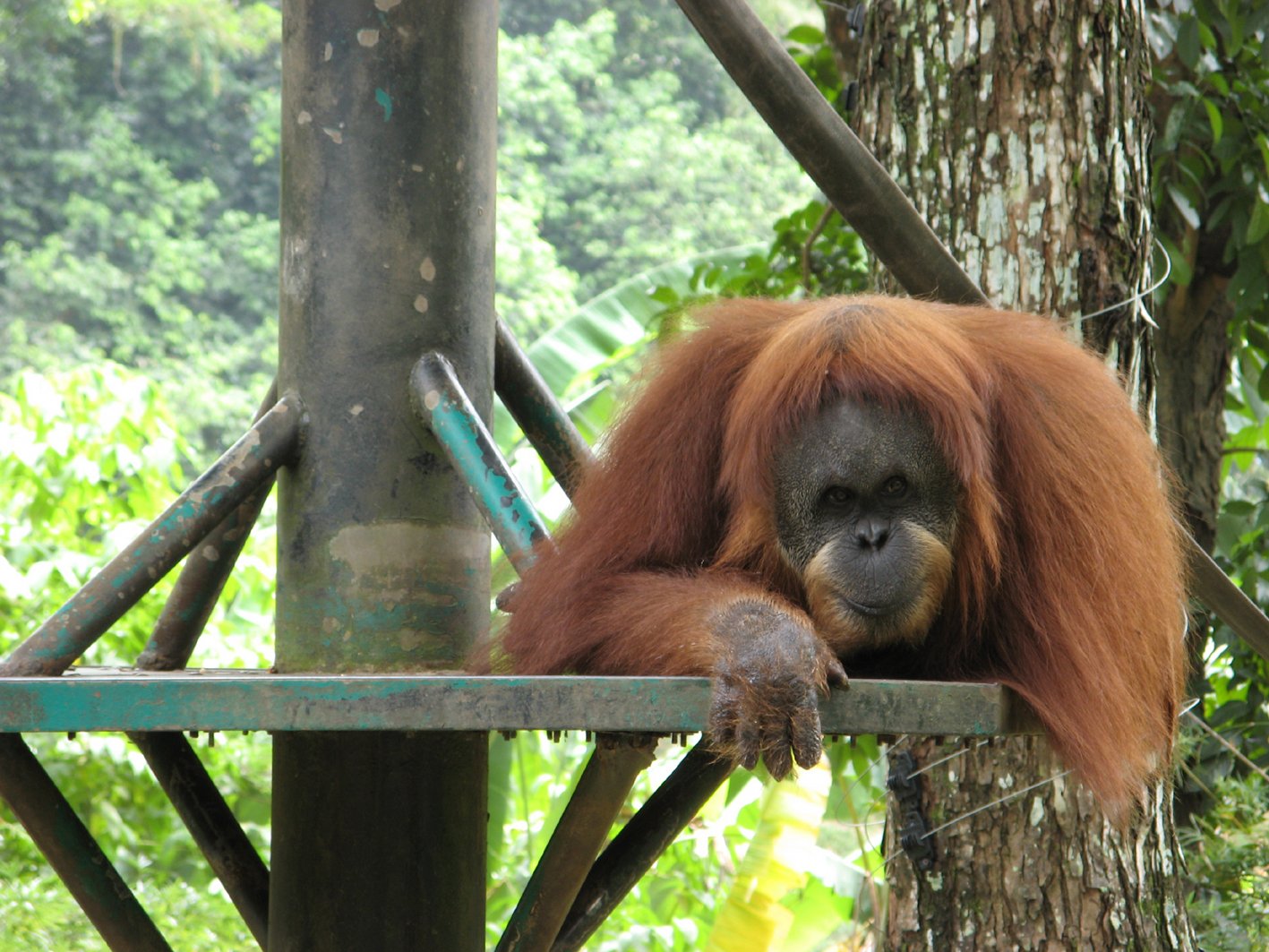 Foto de um orangotango no zoo