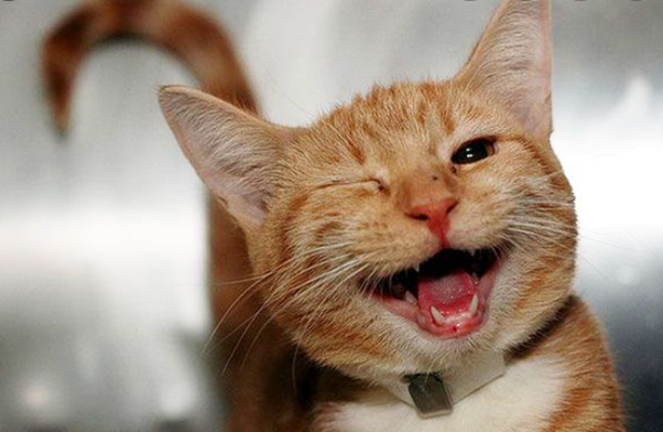 gato laranja piscando sorridente