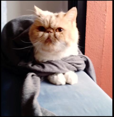foto de um gato persa. O gato é do Franz, autor do post