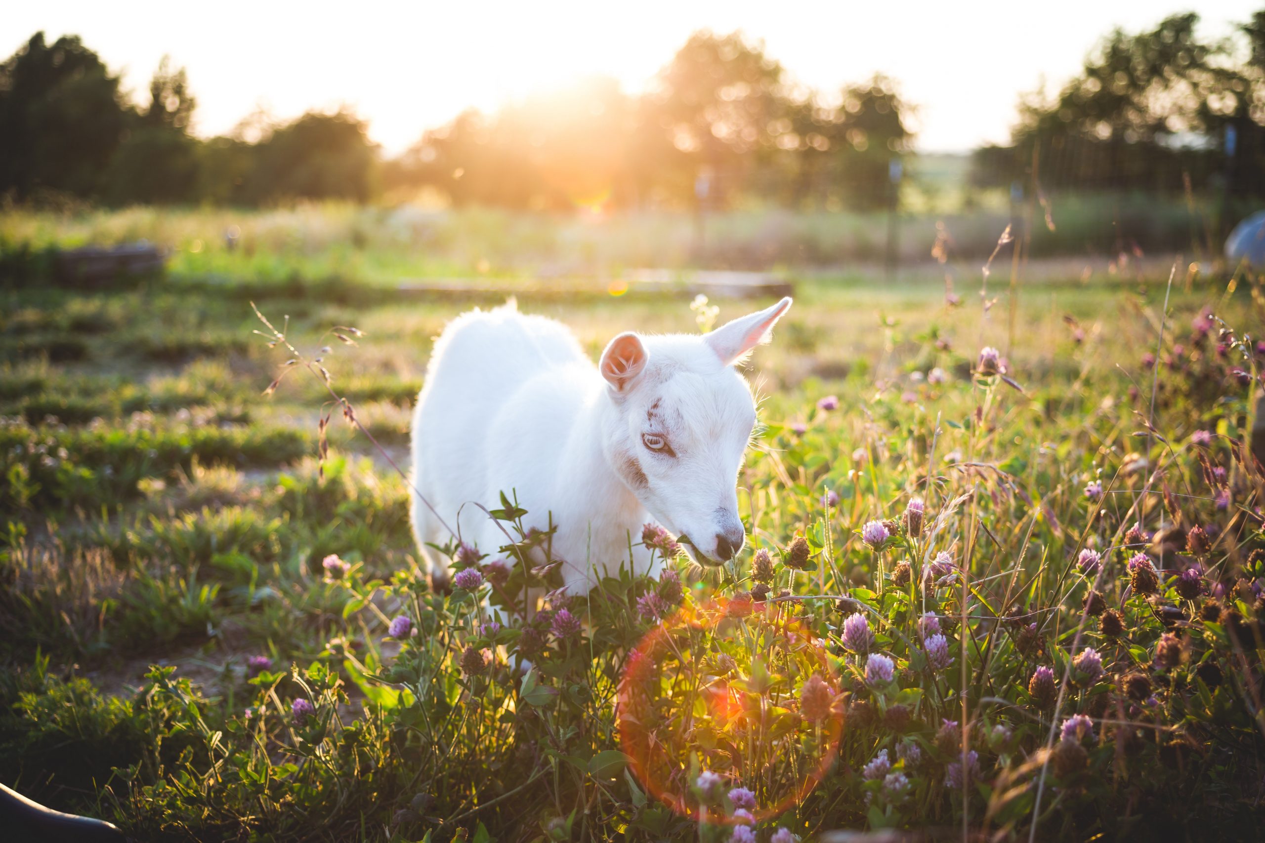 foto de uma cabra no meio de um campo florido