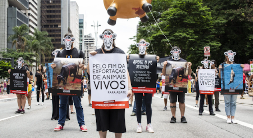 Foto de manifestantes na Avenida Paulista. Eles usam máscaras de vaca e seguram diversos cartazes. É possível ler apenas o cartaz do manifestante mais a frente. Nele, está escrito: Pelo fim da exportação de animais vivos.