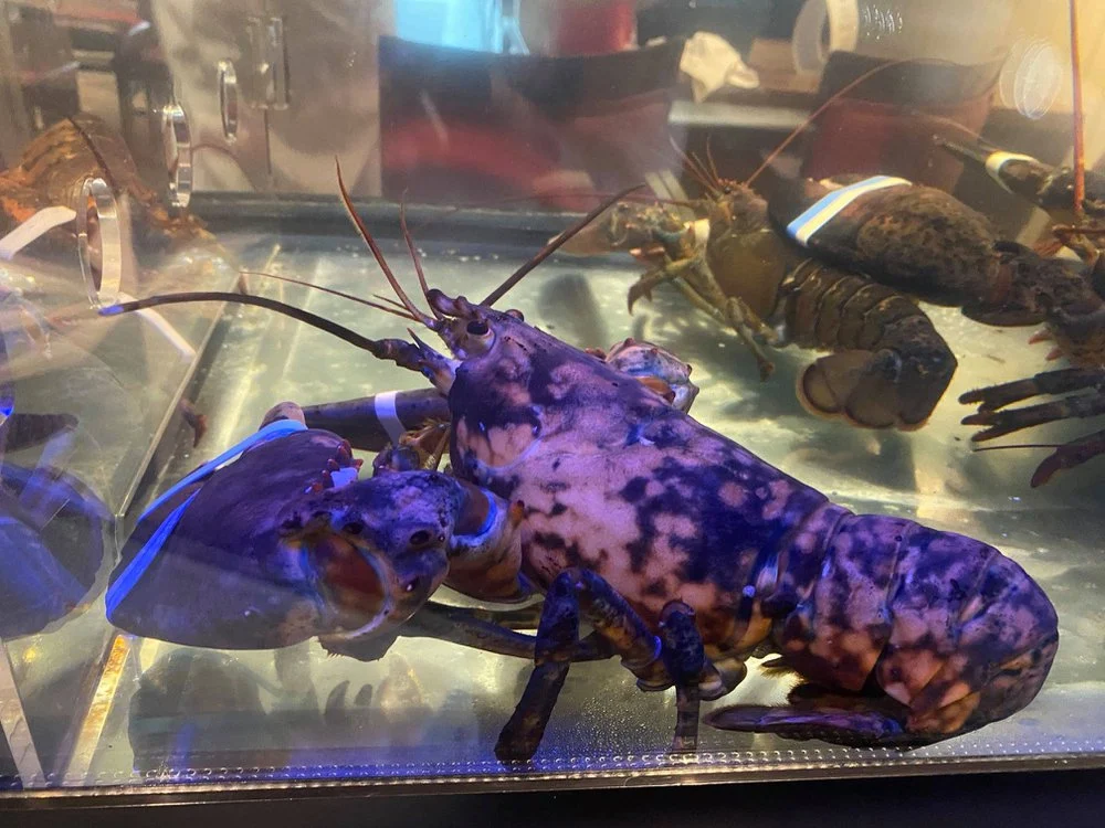 imagem de um aquário contendo duas lagostas