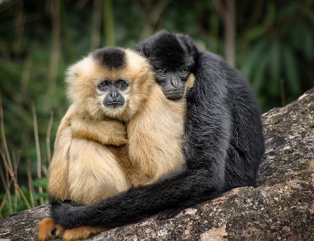 dois macacos abraçados