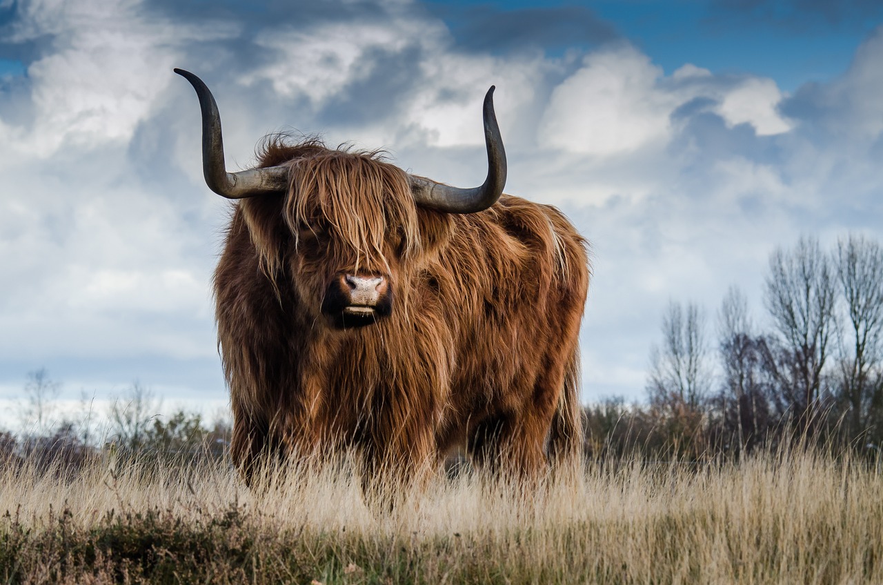 highland cow, cow, horns-1575005.jpg