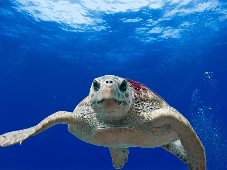 Leia mais sobre o artigo Efeitos diretos da poluição plástica marinha em alguns animais selvagens parecem pequenos